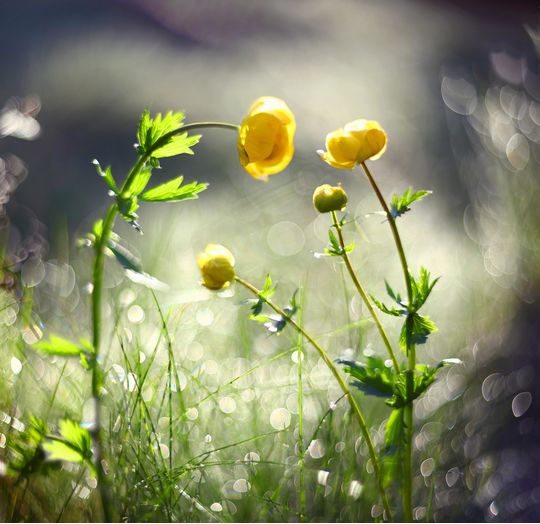 Травник Гордеев М.В.