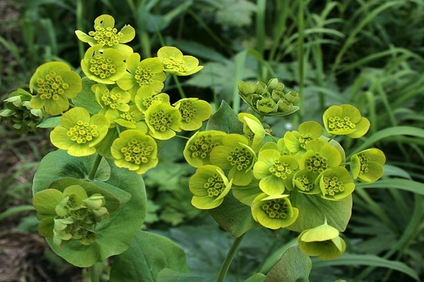 Володушка, трава, 50 г